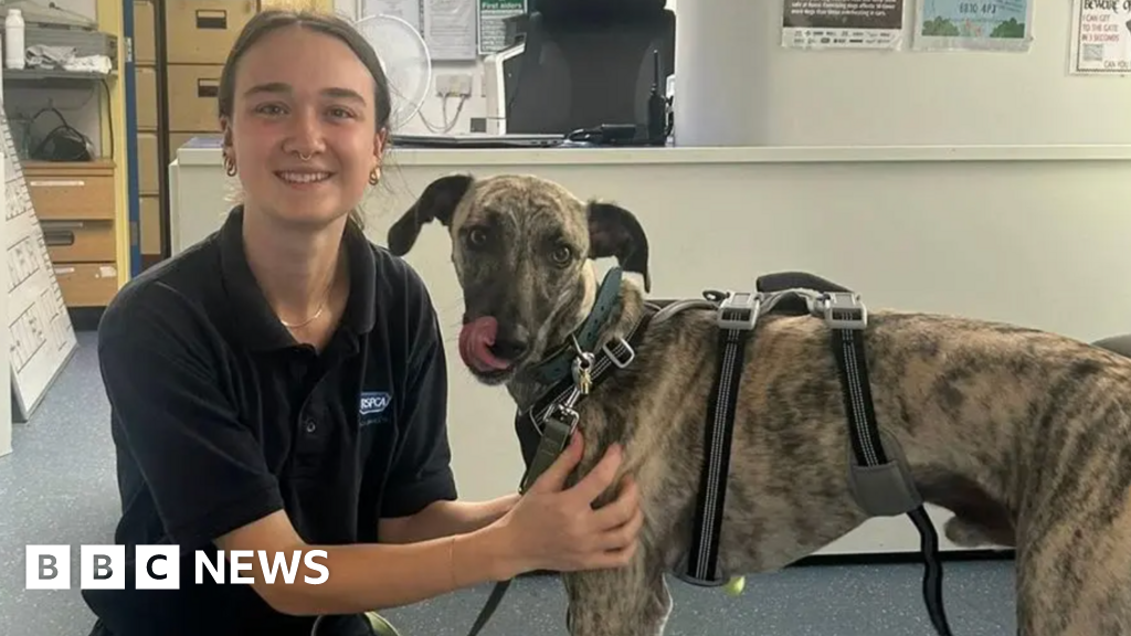 RSPCA Needs £50K for Animal Centre: Local Support Drives Renovation